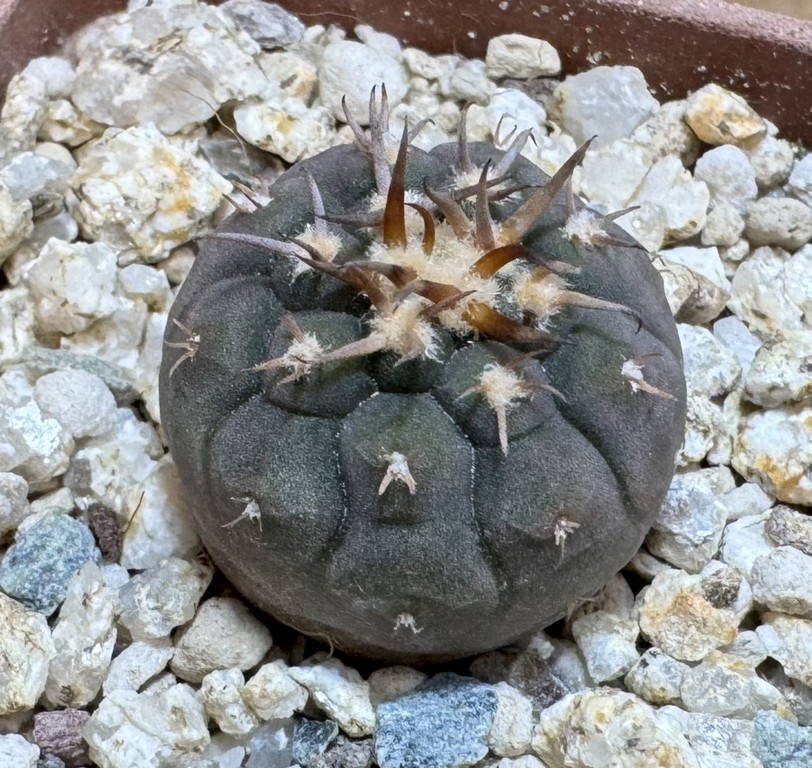YAR37753 Gymnocalycium spegazzinii v. unguispinum selection claw spines, seedling - Image 3