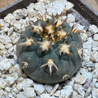 YAR37754 Gymnocalycium spegazzinii v. unguispinum selection claw spines, seedling