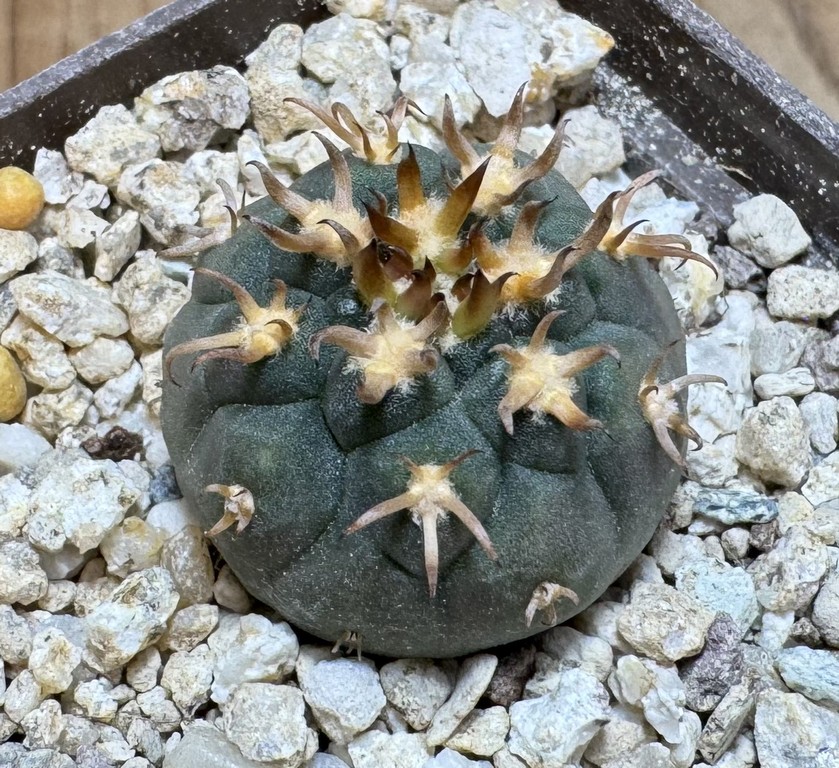 YAR37754 Gymnocalycium spegazzinii v. unguispinum selection claw spines, seedling