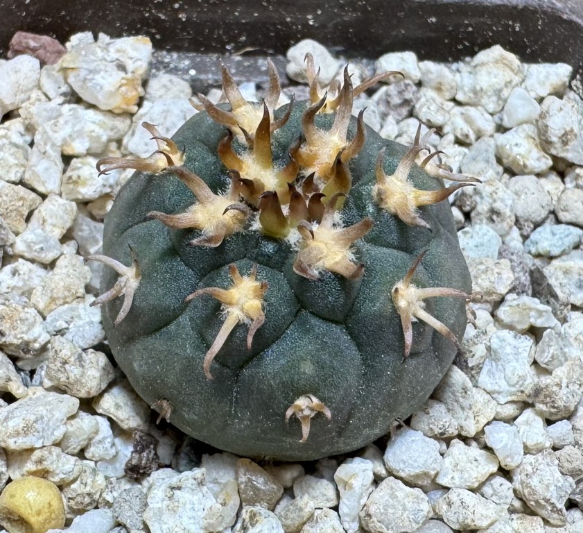 YAR37754 Gymnocalycium spegazzinii v. unguispinum selection claw spines, seedling - Image 2
