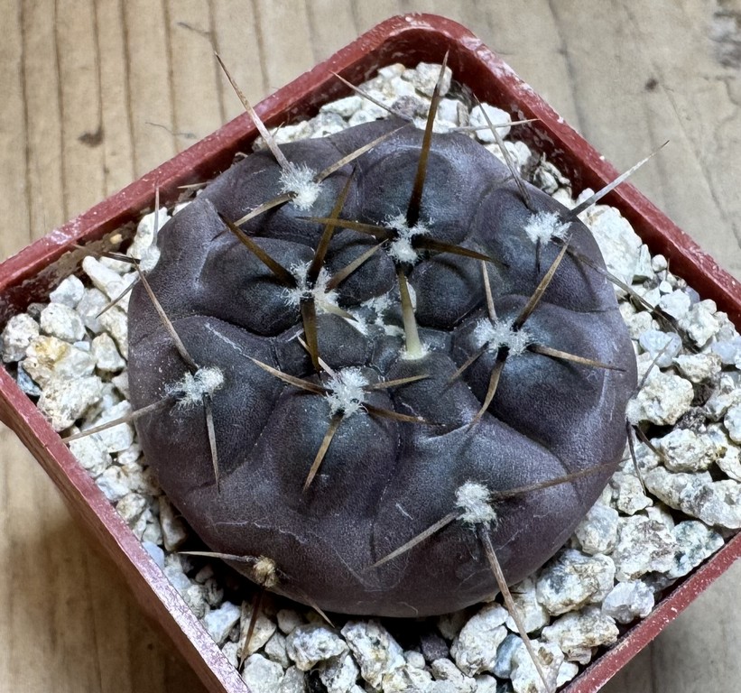 YAR37755 Gymnocalycium borthii ssp. nogolense VG 684 - Image 2