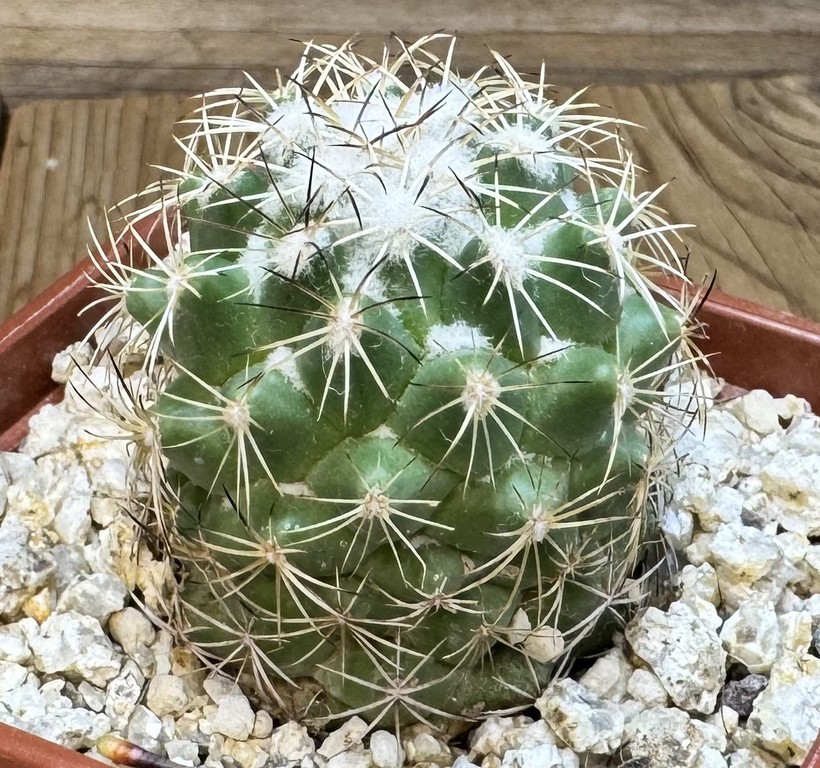 YAR37744 Coryphantha calipensis FO-195 - Image 3