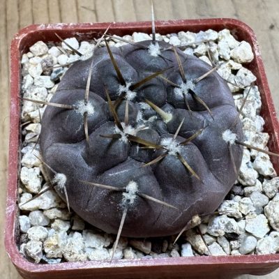 YAR37755 Gymnocalycium borthii ssp. nogolense VG 684