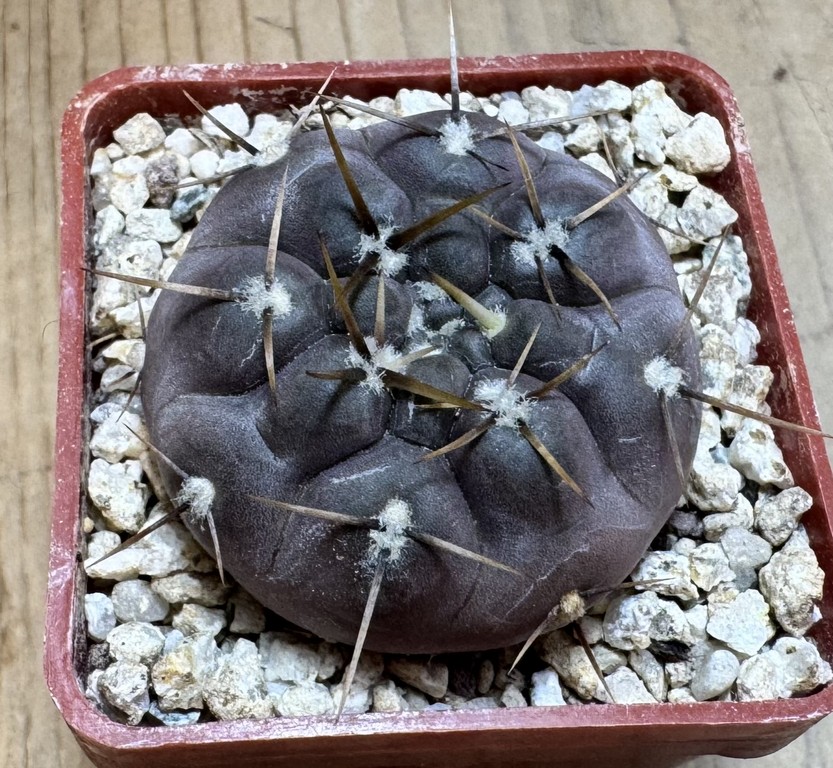 YAR37755 Gymnocalycium borthii ssp. nogolense VG 684