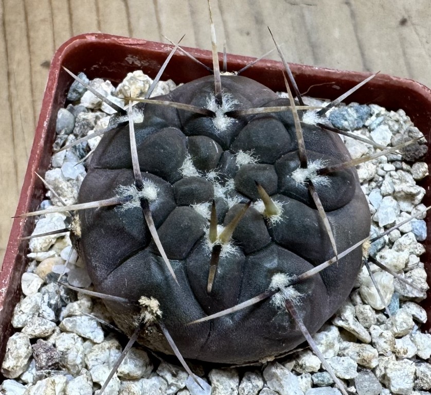 YAR37756 Gymnocalycium borthii ssp. nogolense VG 684 - Image 2