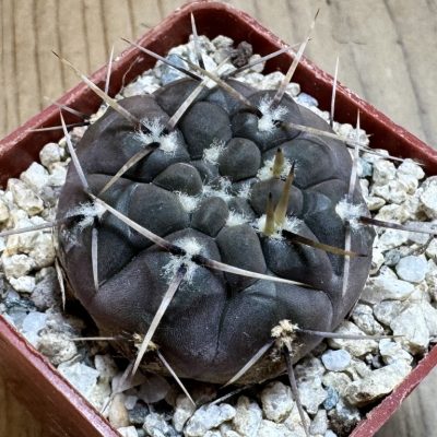 YAR37756 Gymnocalycium borthii ssp. nogolense VG 684