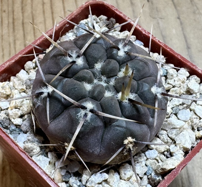 YAR37756 Gymnocalycium borthii ssp. nogolense VG 684