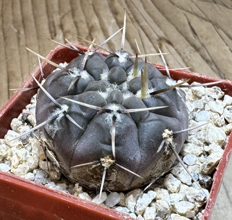 YAR37756 Gymnocalycium borthii ssp. nogolense VG 684 - Image 3