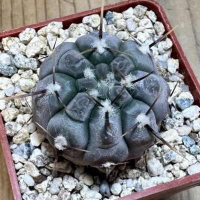 YAR37757 Gymnocalycium borthii ssp. nogolense VG 684