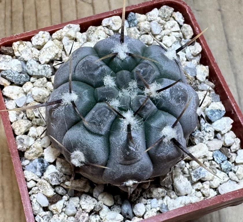 YAR37757 Gymnocalycium borthii ssp. nogolense VG 684