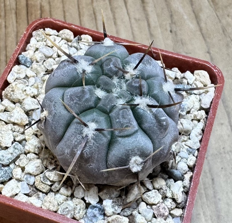 YAR37757 Gymnocalycium borthii ssp. nogolense VG 684 - Image 2