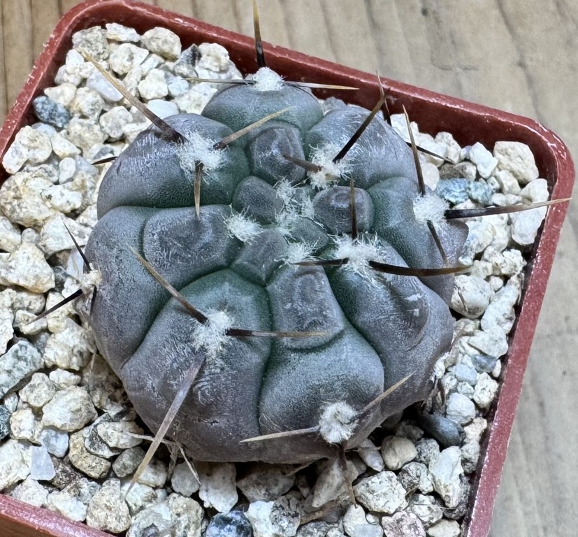 YAR37757 Gymnocalycium borthii ssp. nogolense VG 684 - Image 3
