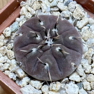 YAR37758 Gymnocalycium basiatrum