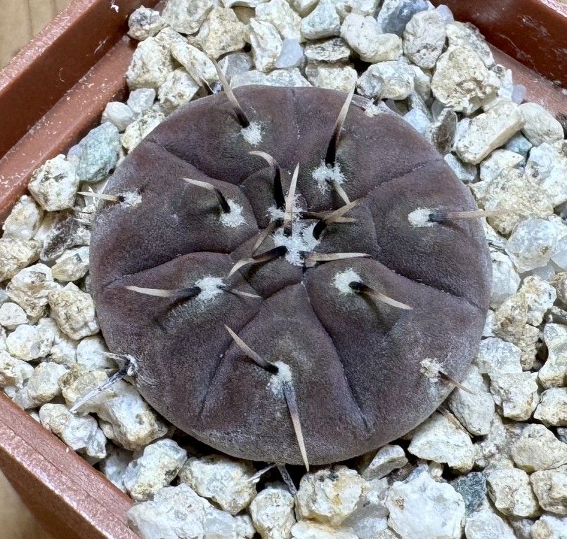 YAR37758 Gymnocalycium basiatrum