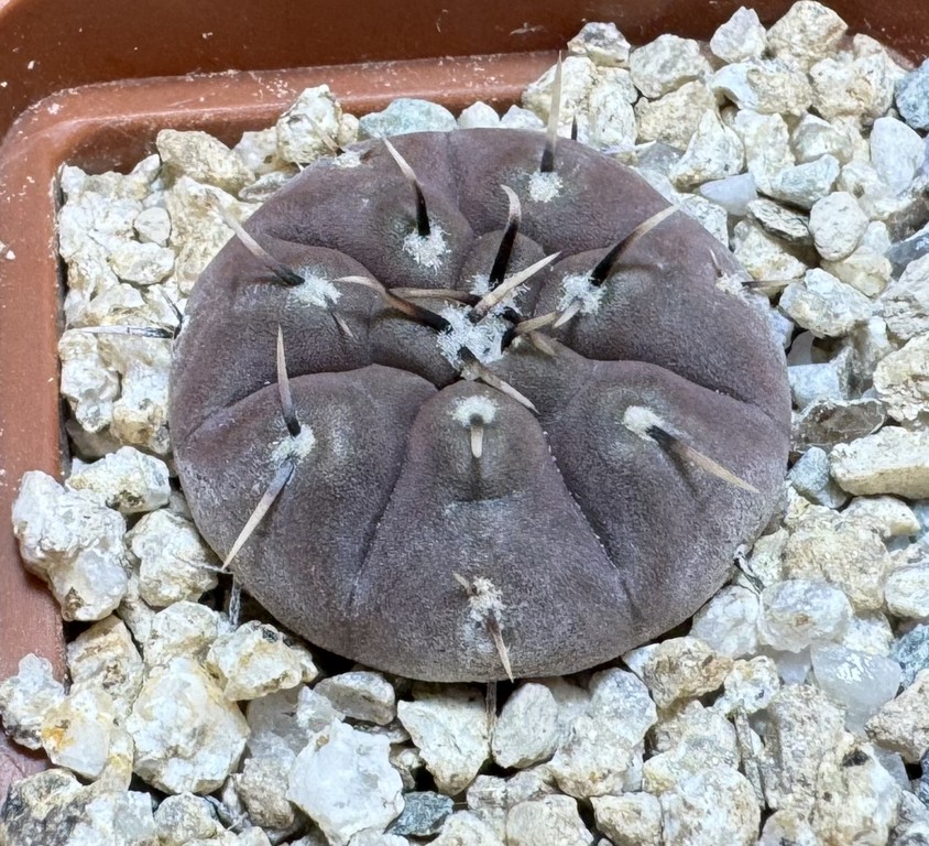 YAR37758 Gymnocalycium basiatrum - Image 2