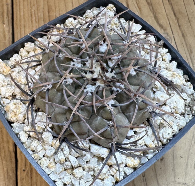 YAR37745 Gymnocalycium ochoterenae v. cinereum LB389 - Image 2