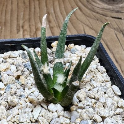 YAR37762 Ariocarpus agavoides PP 208 -Tula, Mexico-