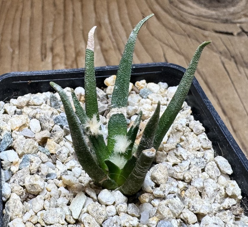 YAR37762 Ariocarpus agavoides PP 208 -Tula, Mexico-