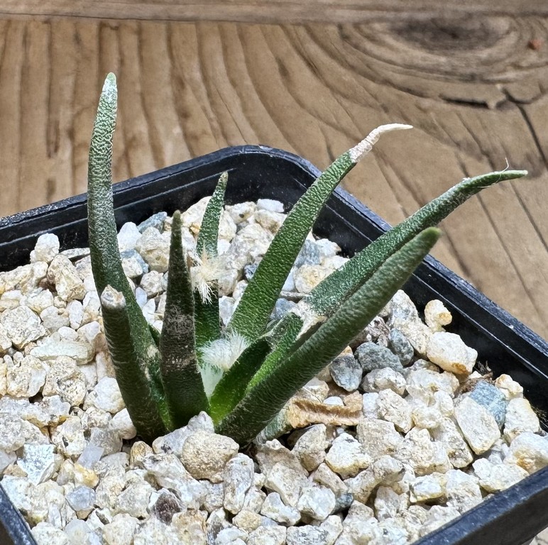 YAR37762 Ariocarpus agavoides PP 208 -Tula, Mexico- - Image 2
