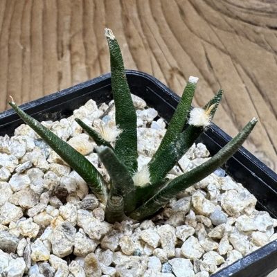YAR37763 Ariocarpus agavoides PP 208 -Tula, Mexico-