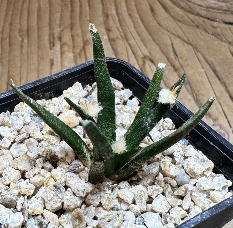 YAR37763 Ariocarpus agavoides PP 208 -Tula, Mexico-