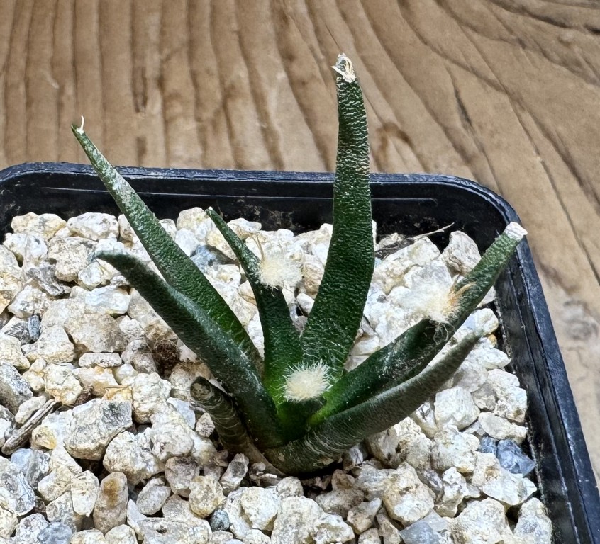 YAR37763 Ariocarpus agavoides PP 208 -Tula, Mexico- - Image 2