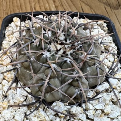 YAR37745 Gymnocalycium ochoterenae v. cinereum LB389