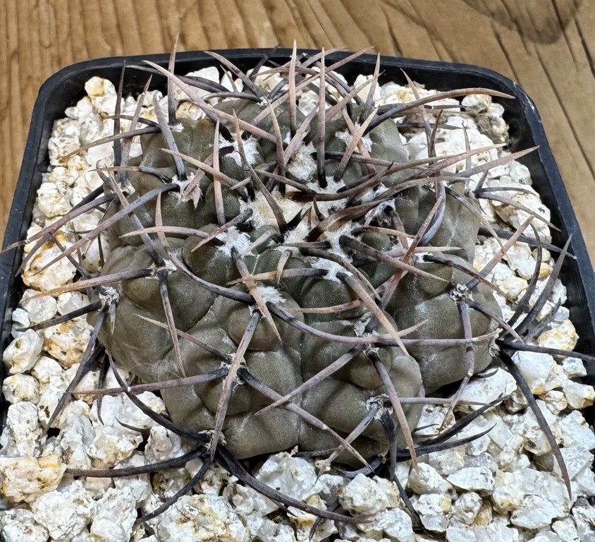 YAR37745 Gymnocalycium ochoterenae v. cinereum LB389