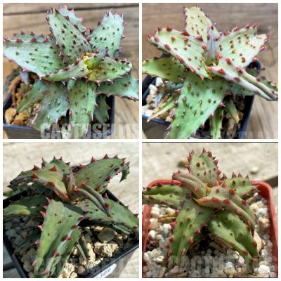 LOT644 10 SEEDS/10 СЕМЕНА Aloe castilloniae harvest 2025