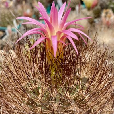 LOT1162 20SEEDS/20 СЕМЕНА Eriosyce senilis v.multicolor -Coiron- 2026