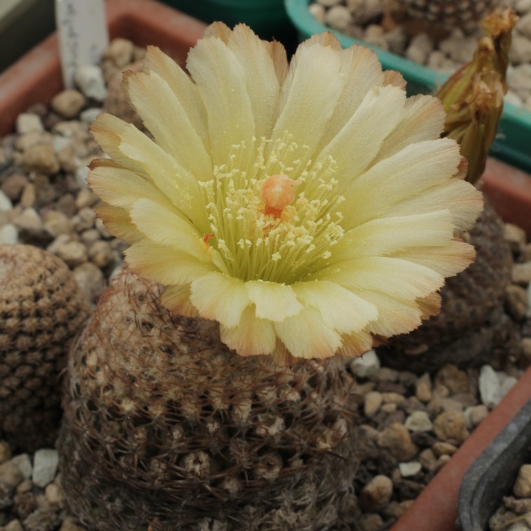 LOT1163 20SEEDS/20 СЕМЕНА Thelocephala duripulpa -Maintencillo- 2026