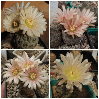 LOT1164  20SEEDS/20 СЕМЕНА Thelocephala napina -Huasco - 2026