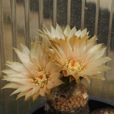 LOT1165  20SEEDS/20 СЕМЕНА Thelocephala lembckei -15 km N of. Huasco- 2026