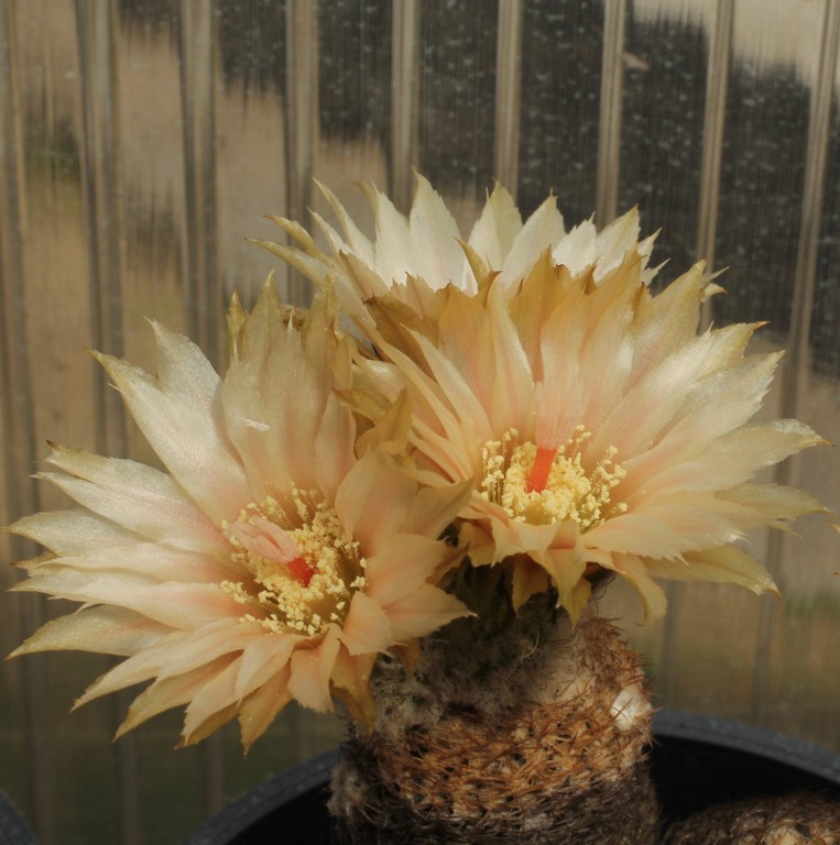 LOT1165 20SEEDS/20 СЕМЕНА Thelocephala lembckei -15 km N of. Huasco- 2026