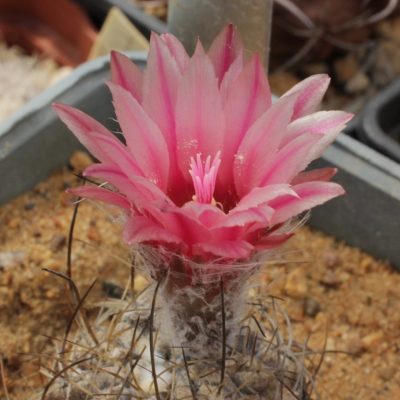 LOT1166  20SEEDS/20 СЕМЕНА  Eriosyce crispa -Caleta Gaviota- 2026
