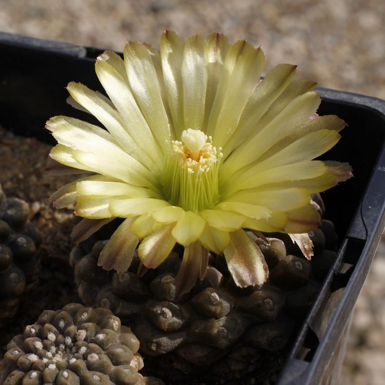 LOT1167 20SEEDS/20 СЕМЕНА Thelocephala frankhauseri -23 km W of. Domeyko- 2026