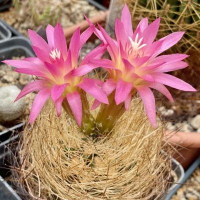 LOT1168  20SEEDS/20 СЕМЕНА  Eriosyce senilis v.multicolor -Coiron- 2026