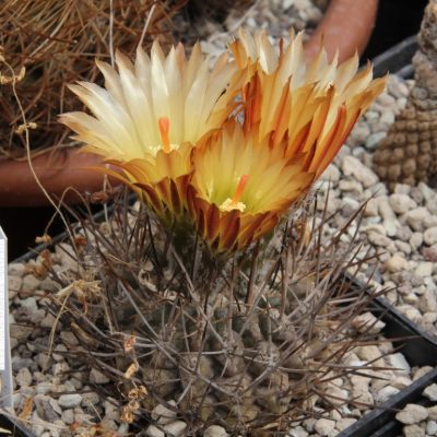 LOT1169  20SEEDS/20 СЕМЕНА  Eriosyce heinrichiana -Vikuna- 2026