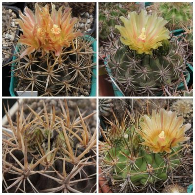 LOT1170  20SEEDS/20 СЕМЕНА  Eriosyce curvispina v. tuberisulcata 2026