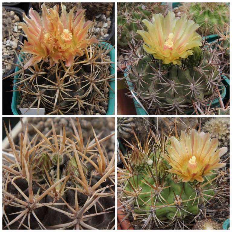 LOT1170 20SEEDS/20 СЕМЕНА Eriosyce curvispina v. tuberisulcata 2026
