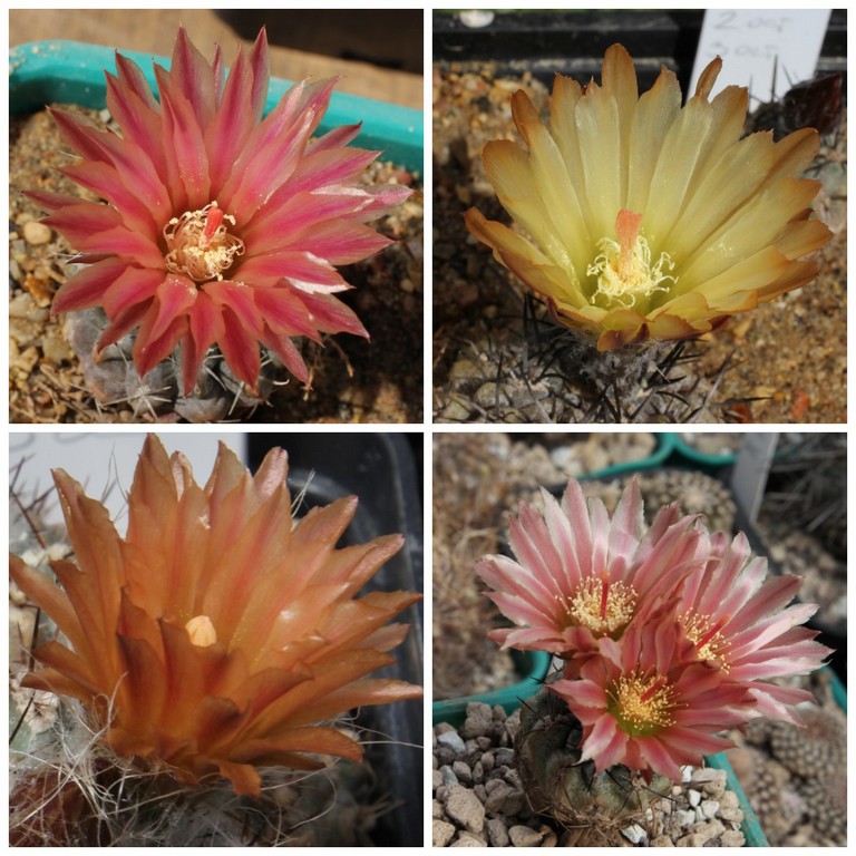 LOT1171 20SEEDS/20 СЕМЕНА Eriosyce heinrichiana v.setosiflora -Los Hornos- 2026