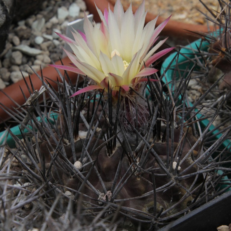 LOT1172 20SEEDS/20 СЕМЕНА Eriosyce calderana -12 km N of Caldera- 2026 - Image 2