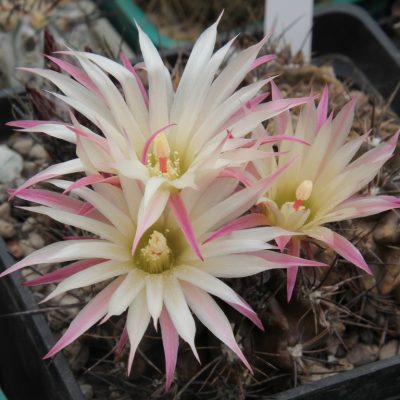 LOT1172  20SEEDS/20 СЕМЕНА  Eriosyce calderana -12 km N of Caldera- 2026