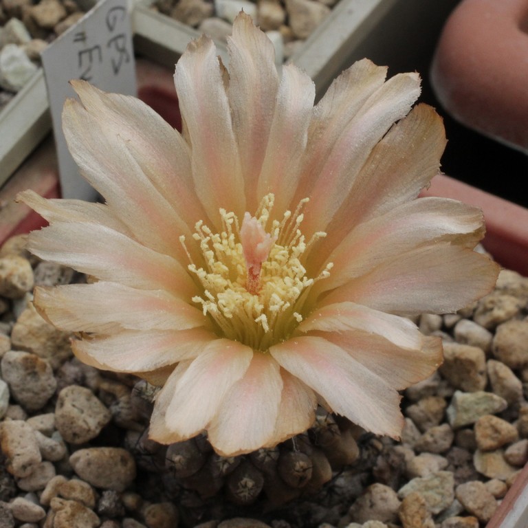 LOT1173 20SEEDS/20 СЕМЕНА Thelocephala napina -E of Huasco - 2026