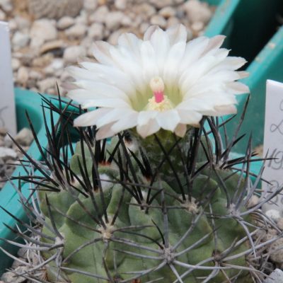 LOT1174 20SEEDS/20 СЕМЕНА Eriosyce paucicostata -Taltal- 2026