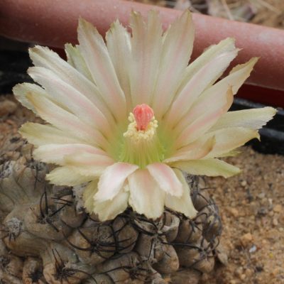LOT1175  20SEEDS/20 СЕМЕНА Thelocephala napina -S of Huasco -2026