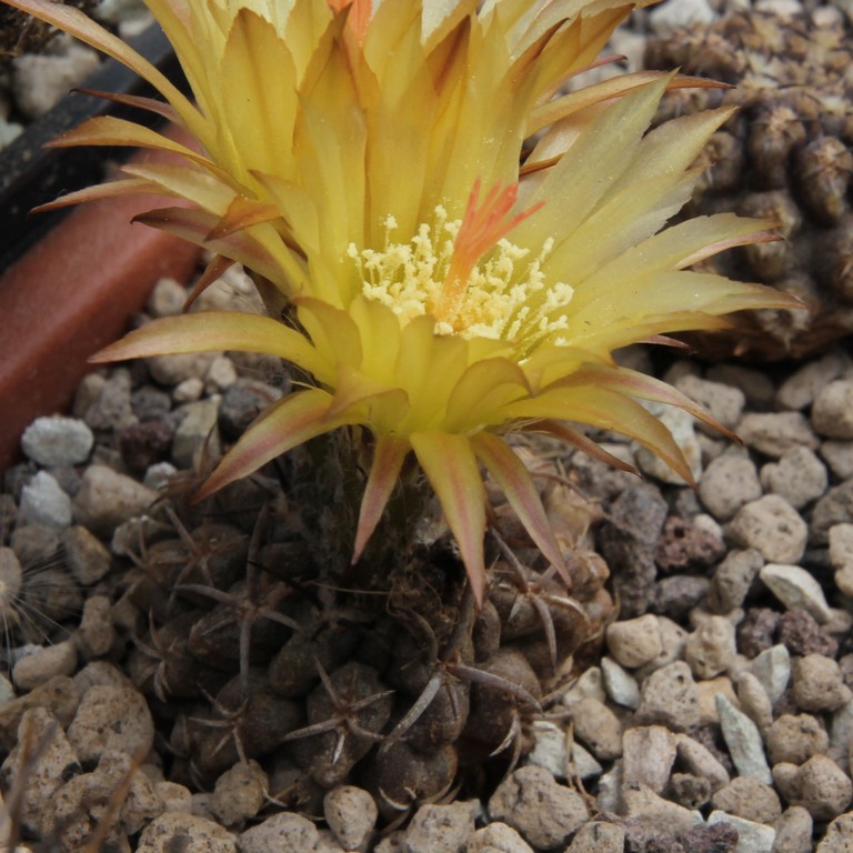 LOT1176 20SEEDS/20 СЕМЕНА Eriosice heinrichiana -El Trapiche- 2026