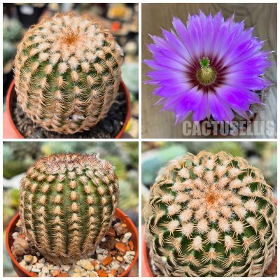 LOT1178  20 SEEDS/20 СЕМЕНА  Echinocereus reichenbachii v. minor harvest 2026