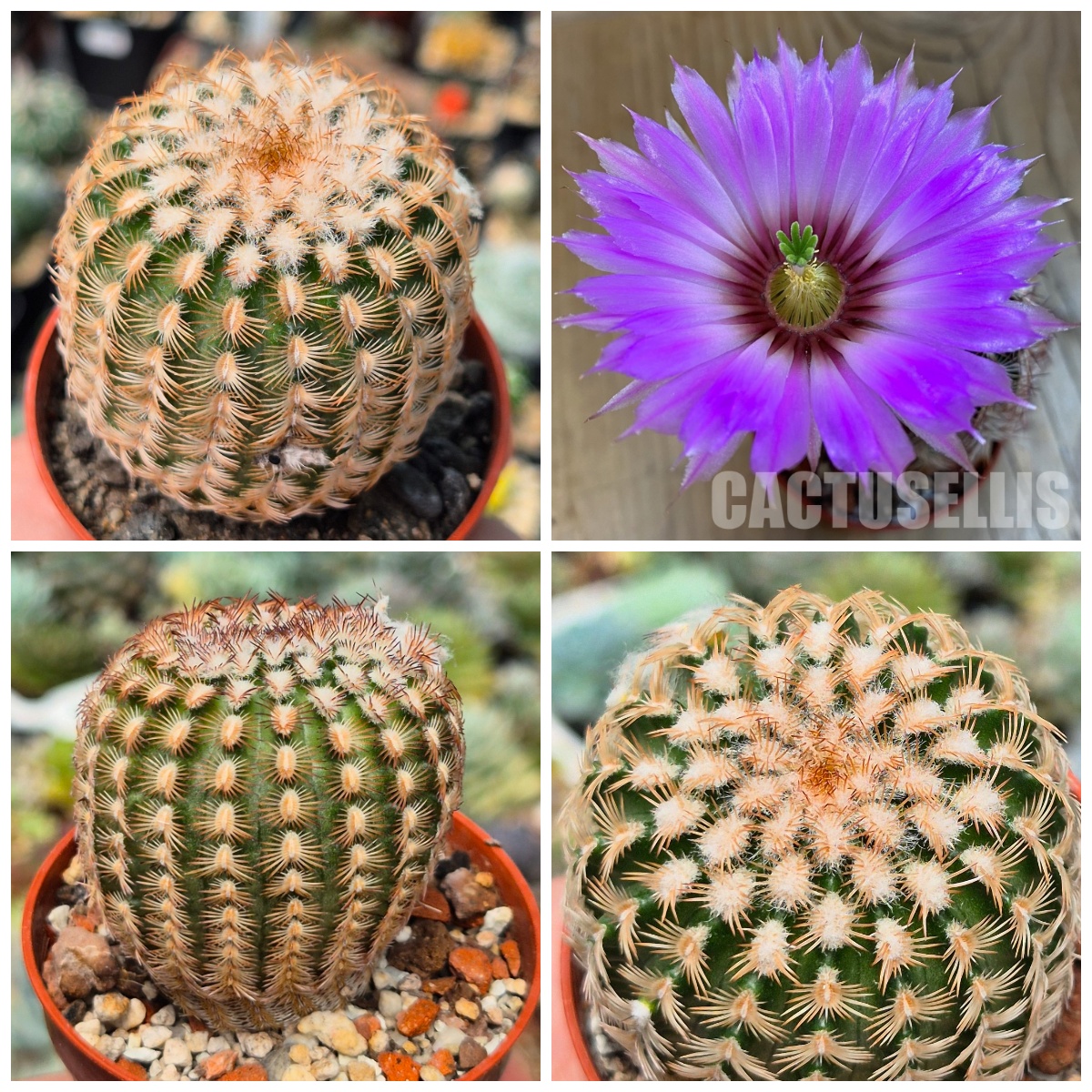 LOT1178 20 SEEDS/20 СЕМЕНА Echinocereus reichenbachii v. minor harvest 2026