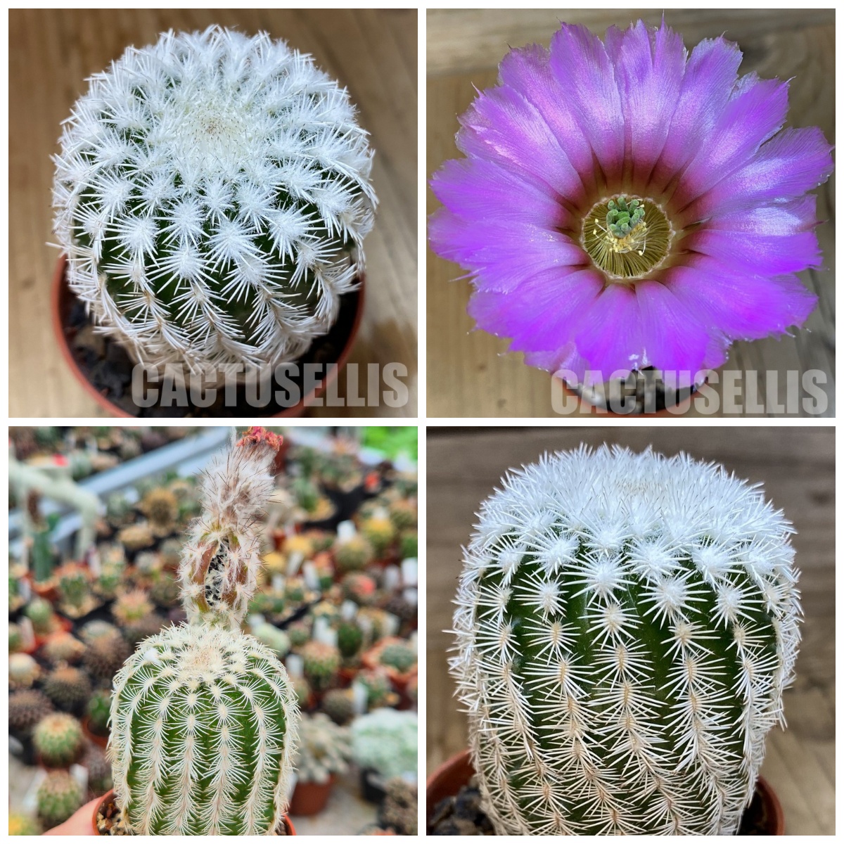 LOT1179 20 SEEDS/20 СЕМЕНА Echinocereus reichenbachii v. albispinus harvest 2026